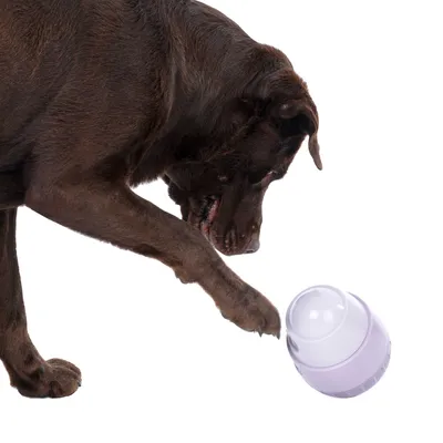 Hund leker med en vit interaktiv leksak som rör sig vid beröring.