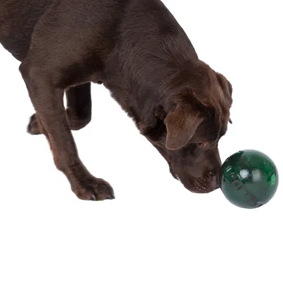 Brun hund undersøger en grøn bold. Produktet viser interaktiv brug af bolden af kæledyr.