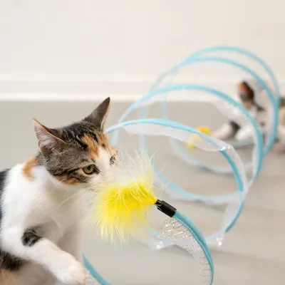 Speelgoed voor katten: tunnel met blauw frame en netmateriaal, gele verenbal bij de ingang. Kat interacteert met het speelgoed.