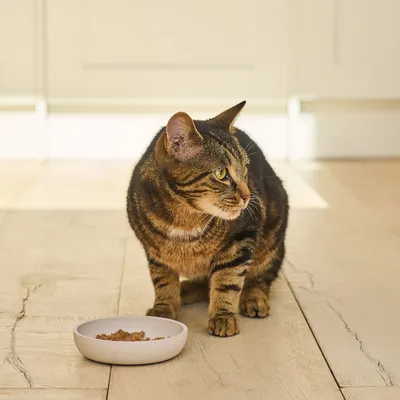 Chat tigré assis à côté d’une gamelle blanche contenant de la pâtée, posé sur un sol en bois clair dans une cuisine lumineuse.