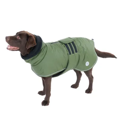 Chien marron portant un manteau vert avec col noir, fermeture à scratch et bandes noires visibles sur le dos. Badge rond blanc sur le côté du manteau.