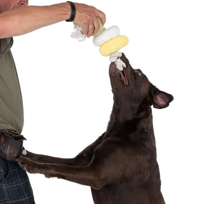 Hund leger med et tyggelegetøj af reb og stof, som holdes af en person.