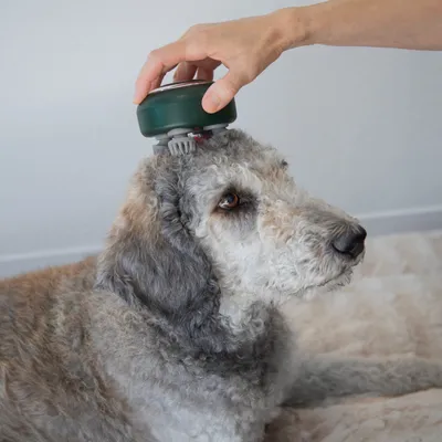 Hand hält ein grünes Massagegerät mit rotierenden Bürsten auf dem Kopf eines Hundes zur Fellpflege.