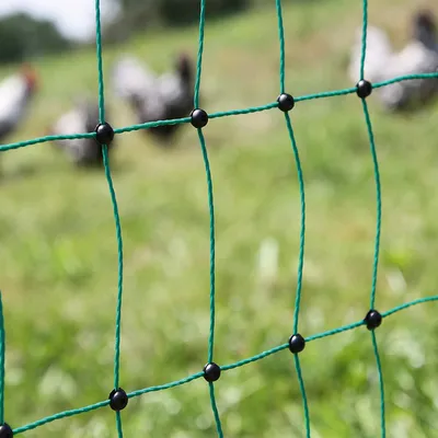 Grünes Netz mit schwarzen Verbindungspunkten, im Hintergrund unscharf Hühner auf einer Wiese.