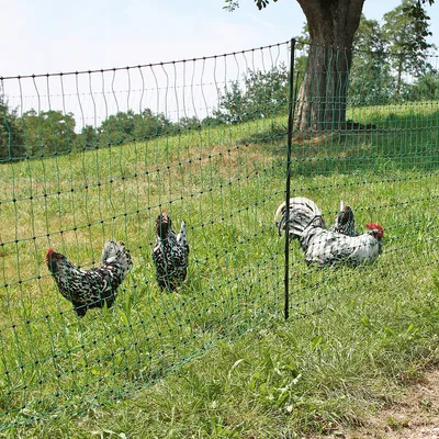 Grüner Maschendrahtzaun auf einer Wiese, umgeben von Hühnern und einem Hahn. Geeignet zur Abgrenzung von Freilaufbereichen für Geflügel.