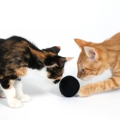 Deux chats jouent avec une balle noire en feutre sur fond blanc. Le jouet est rond et de taille moyenne, visible entre les deux animaux.