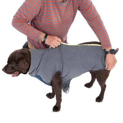 Personne mettant un manteau gris à fermeture éclair sur un grand chien marron, vue de côté. Le manteau couvre le dos et le cou du chien.