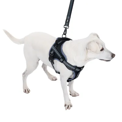 Weisser Hund mit schwarzem Geschirr und Leine, zeigt die Passform und Funktion des Produkts.