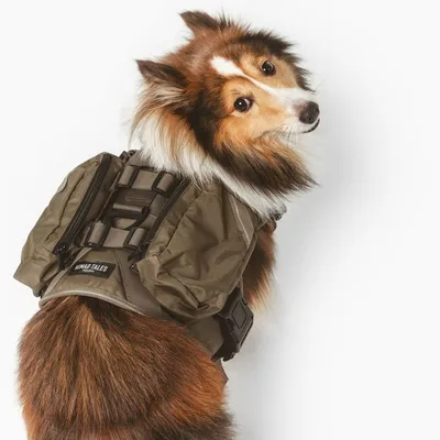 Hund trägt einen olivgrünen Rucksack mit der Aufschrift 'Nomad Tales', verstellbaren Gurten und seitlichen Taschen.