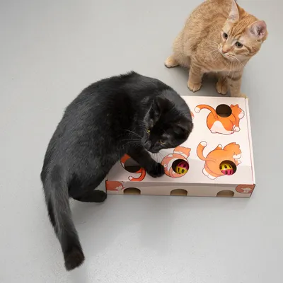 Zwei Katzen spielen mit einem interaktiven Spielzeugkarton, der Löcher und bunte Bälle enthält. Karton mit orangefarbenen Katzendesigns bedruckt.