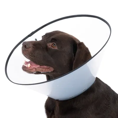 Chien portant une collerette vétérinaire en plastique transparent avec bord noir, vue de profil. Collerette utilisée pour empêcher l’animal de toucher certaines zones du corps.