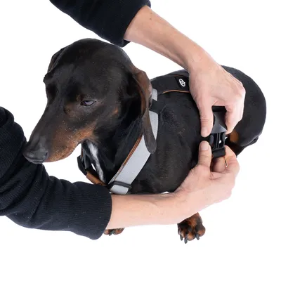 Person befestigt einen schwarzen Klickverschluss an einem Hundegeschirr, das auf einem Dackel sitzt.