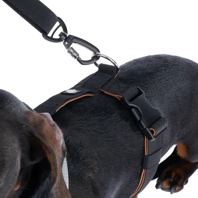 Nahaufnahme eines schwarzen Hundes mit einem schwarzen Geschirr und Karabinerhaken. Das Geschirr hat einen Klickverschluss und orangefarbene Akzente.