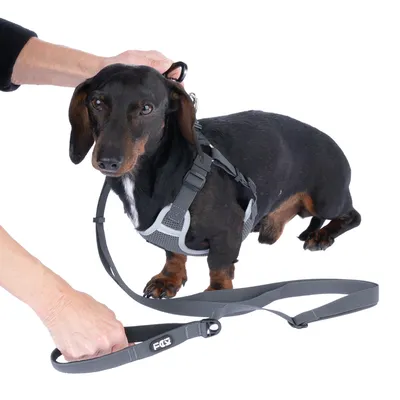 Hund mit grauem Geschirr und Leine, die von einer Hand gehalten wird. Demonstration der korrekten Anbringung des Geschirrs.