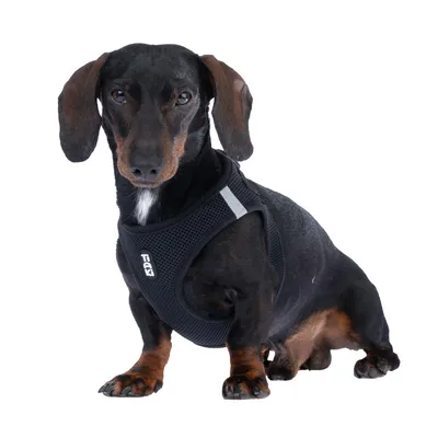 Schwarzer Dackel trägt ein schwarzes, atmungsaktives Geschirr mit reflektierendem Streifen und sichtbarem Logo 'Trixie'.