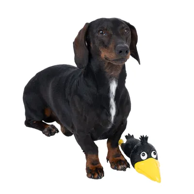 Sort gravhund sidder ved siden af sort hundelegetøj formet som en fugl med gul næb og store øjne.