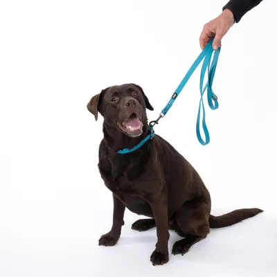 Brauner Hund mit blauem Halsband und passender Leine, gehalten von einer Hand. Demonstration der Nutzung des Produkts.