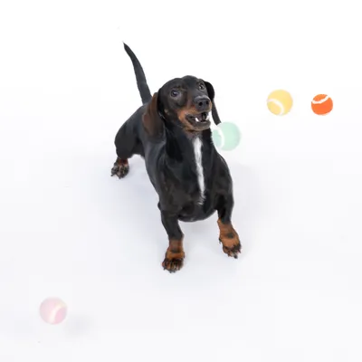 Sort hund leger med farverige tennisbolde på hvid baggrund.