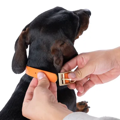 Demonstration des Anlegens eines orangefarbenen Hundehalsbands mit goldener Schnalle an einem Hund.