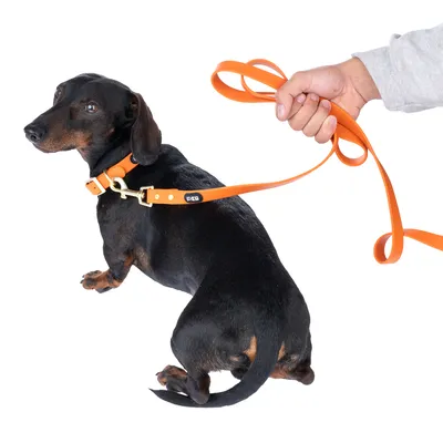 Hond met oranje halsband en bijpassende lijn, vastgehouden door een hand. Halsband met zichtbaar logo 'FCS'.