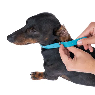 Person zeigt das Anlegen eines blauen Hundehalsbands an einem kleinen schwarzen Hund.