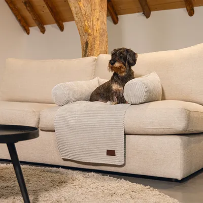 Dog sitting on beige sofa with striped light grey blanket and cushion. Product shows pet blanket with decorative leather label.