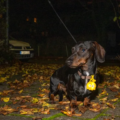 Dunkelhaariger Hund mit gelbem Anhänger am Halsband, stehend auf einem mit Herbstblättern bedeckten Gehweg bei Nacht.