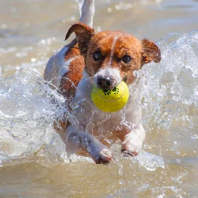 Hond springt in het water met een gele tennisbal in de bek, opspattend water zichtbaar rondom het dier.