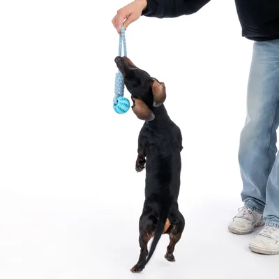 Perro juega con un juguete de cuerda azul sostenido por una persona.