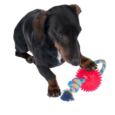 Cane nero gioca con un colorato gioco da masticare in corda e palla di gomma rossa con punte.