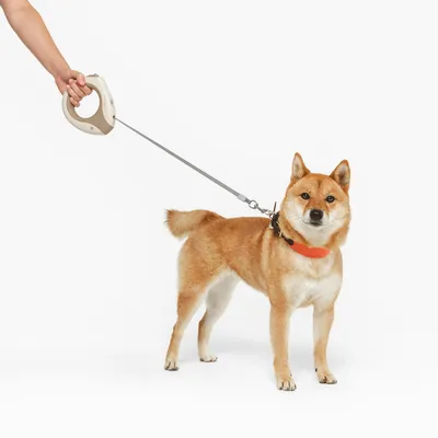 Cane al guinzaglio con manico ergonomico, adatto per passeggiate. Visibili: portaguinzaglio e collare.