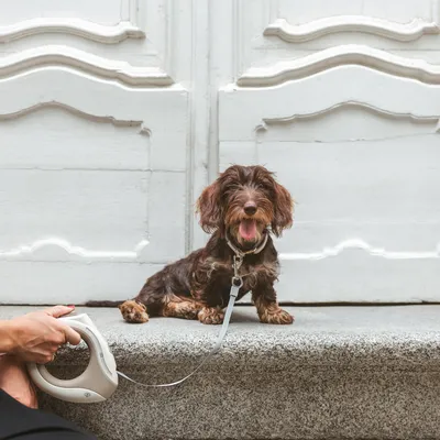 Cane con guinzaglio e guinzaglio avvolgibile su una superficie di pietra davanti a una porta bianca.