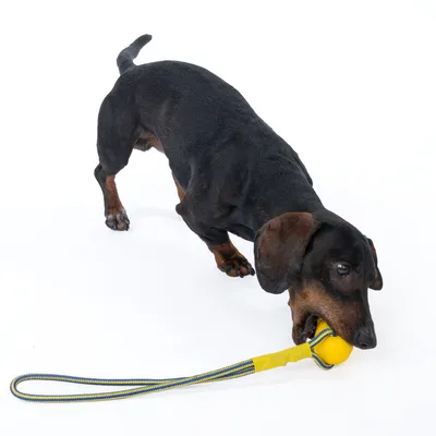 Hund leger med gul bold på en snor, egnet til interaktiv leg og træning.
