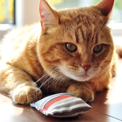 Оранжева котка лежи до малка възглавничка с райета в сиво, червено и синьо. Видими са само котката и играчката върху дървен под.