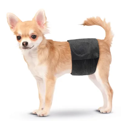 Cane con fascia addominale nera, adatta per scopi igienici o protezione.
