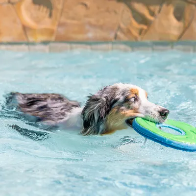 Hond zwemt in het water en houdt een groen speelgoed in de vorm van een ring in zijn bek.