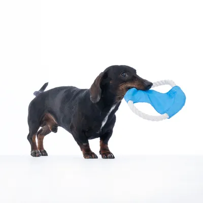 Tacskó kék, kötélgyűrűs játékot tart a szájában. Alkalmas interaktív játékra és rágásra.