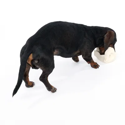 Pas se igra s bijelom igračkom za žvakanje od materijala kostiju.