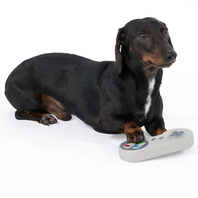 Jazavčar leži na bijeloj podlozi s igračkom daljinskim upravljačem ispod šape.