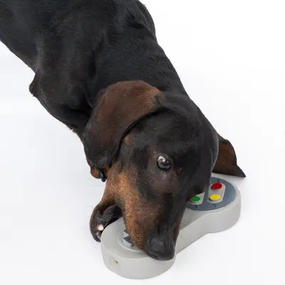 Pas igra sa sivom igračkom u obliku gamepada s raznobojnim tipkama.