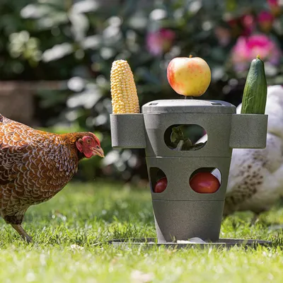 Estación de alimentación para gallinas con soportes para verduras y frutas, equipada con mazorca de maíz, manzana, pepino y tomates. Dos gallinas al fondo en un prado.