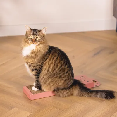 Long-haired tabby cat sitting on a rectangular cardboard scratcher with pink edges, placed on a wooden floor indoors. No visible brand or text.