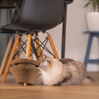 Katze neben einem braunen Kratzspielzeug aus Wellpappe in modernem Wohnraum mit Holzstühlen.