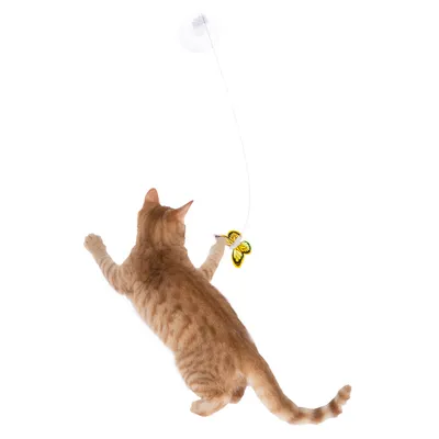 Chat roux jouant avec un papillon jaune suspendu à une tige reliée à une ventouse transparente fixée sur une surface lisse.