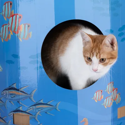 Cardboard house with underwater design and round opening, with a red and white cat looking out.