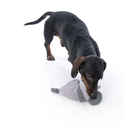 Dog playing with a grey fabric toy shaped like an animal.