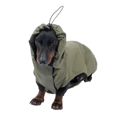 Hund trägt olivgrünen Regenmantel mit Kapuze und verstellbarem Kordelzug, geeignet für Schutz vor Nässe.