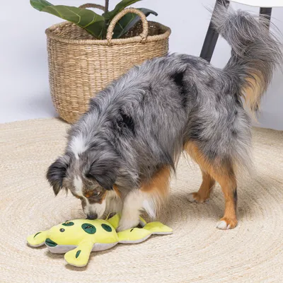 Chien à poil long gris et noir jouant avec une peluche jaune en forme de grenouille sur un tapis rond en jute, panier en osier et plante en arrière-plan.
