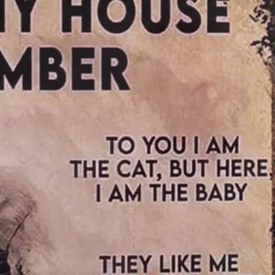 Textbild mit der Aufschrift: 'To you I am the cat, but here I am the baby. They like me.'