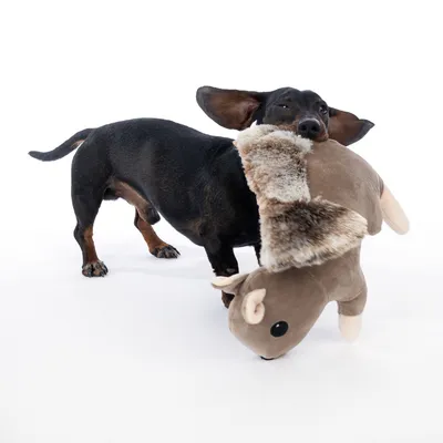 Hund spielt mit einem braunen Plüschspielzeug in Form eines Tieres mit Fellakzenten.